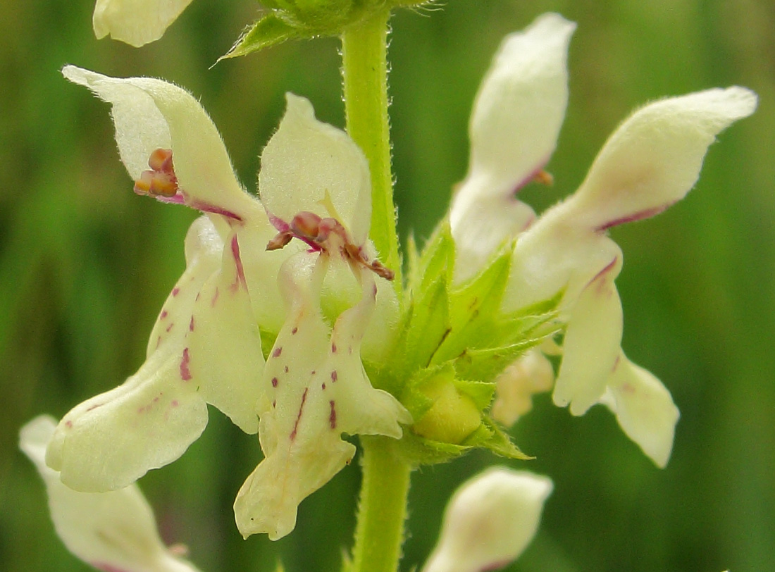 Изображение особи Stachys recta.