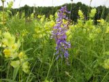 Vicia tenuifolia. Соцветия. Крым, Симферополь, Долгоруковская яйла. 10 июня 2011 г.