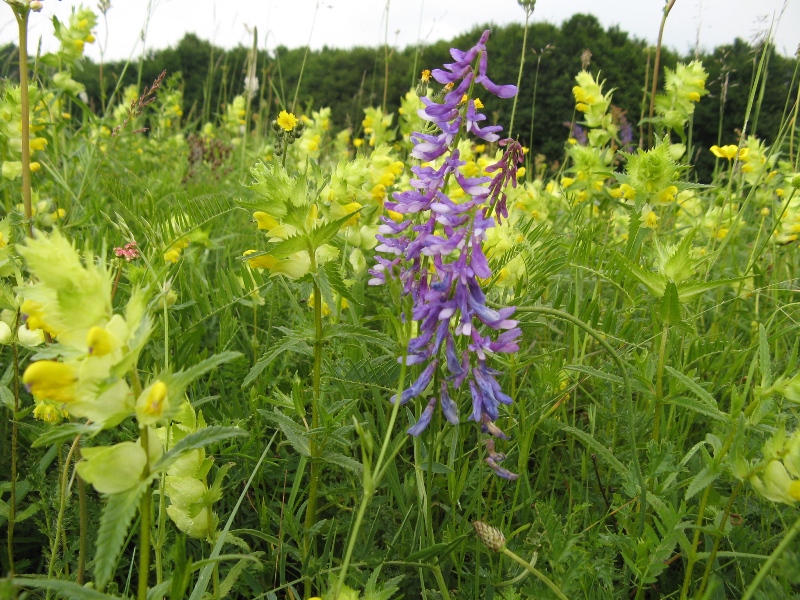 Изображение особи Vicia tenuifolia.