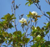 Magnolia grandiflora. Ветви с цветами (крупнейшее дерево в городе, высота около 4 м). Черноморское побережье Кавказа, г. Новороссийск, в культуре. 13.06.2010.