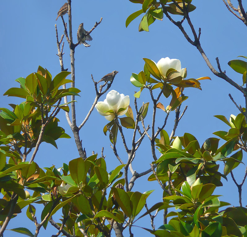 Изображение особи Magnolia grandiflora.