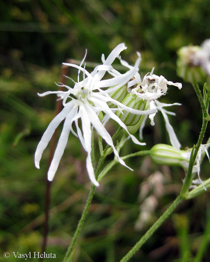 Изображение особи Coccyganthe flos-cuculi.