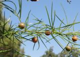 Asparagus verticillatus. Часть веточки с плодами. Черноморское побережье Кавказа, щель Прасковеевская, опушка леса. 24.08.2011.