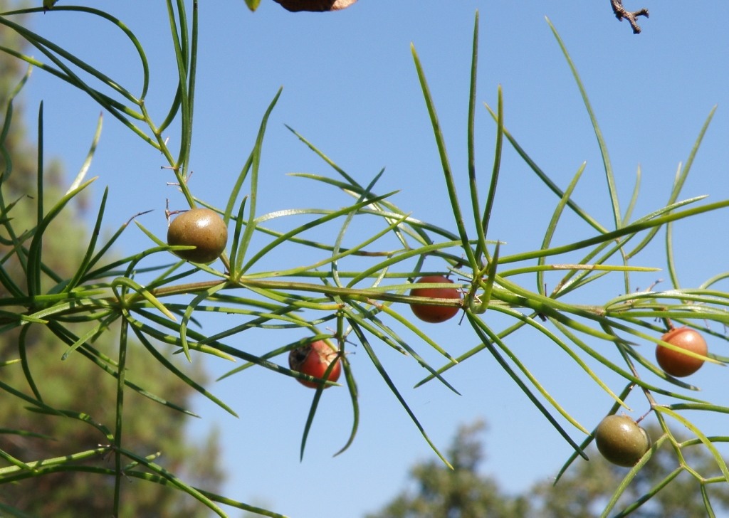 Изображение особи Asparagus verticillatus.