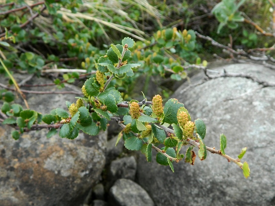 Image of Betula nana specimen.