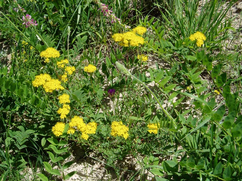 Image of Hypericum scabrum specimen.