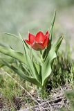 Tulipa lanata. Цветущее растение. Таджикистан, восточный склон гор Санглак, 1300 м н.у.м. 24.04.2011.