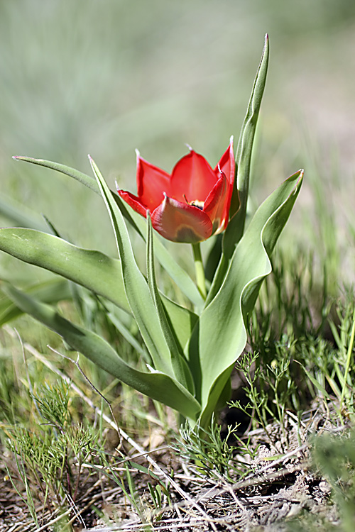 Image of Tulipa lanata specimen.