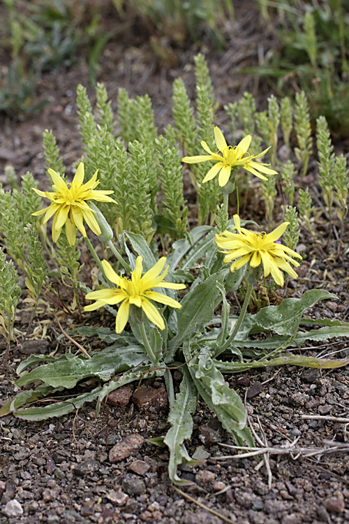 Image of Scorzonera hissarica specimen.