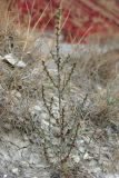 Salsola tamariscina. Плодоносящее растение. Восточный Крым, окр. Коктебеля, мергелистый склон горы Узун-Сырт. 10 октября 2011 г.