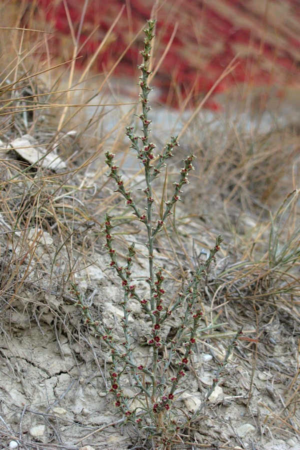 Image of Salsola tamariscina specimen.