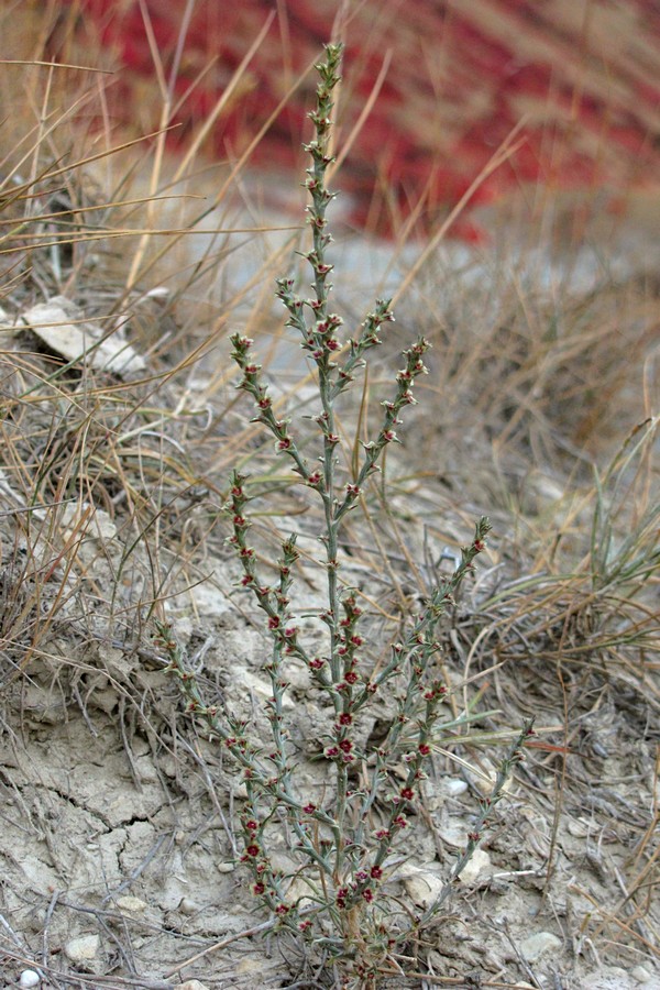 Изображение особи Salsola tamariscina.