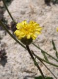 Erigeron cabulicus. Соцветие. Киргизия, Баткенская обл., Алайский хр., среднее течение р. Исфайрамсай, выс. 3400 м н.у.м. 18 июля 2011 г.