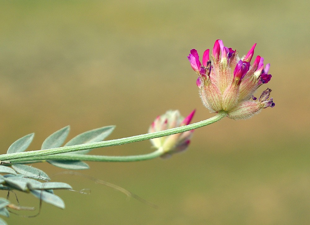 Изображение особи Astragalus schrenkianus.