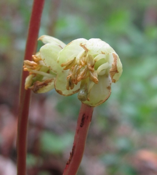 Изображение особи Pyrola chlorantha.