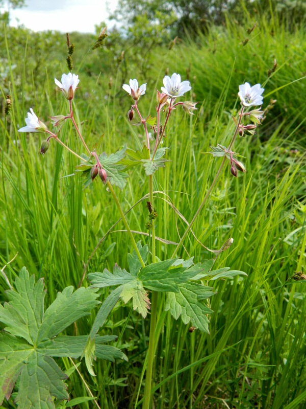 Image of Geranium krylovii specimen.