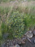 Dasiphora fruticosa. Цветущее растение у ручья. Северный Кавказ, северо-западное подножие горы Эльбрус. 20.08.2010.