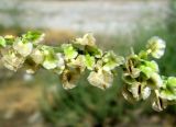Rumex подвид turcomanicus