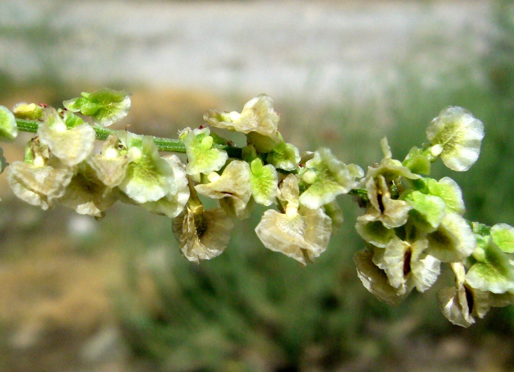 Изображение особи Rumex tuberosus ssp. turcomanicus.