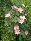 genus Rosa