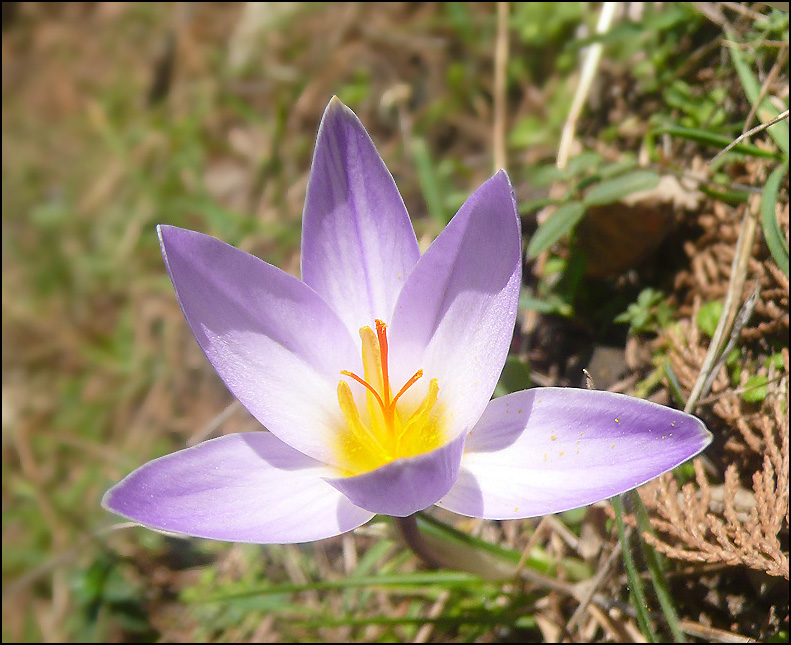 Image of Crocus reticulatus specimen.