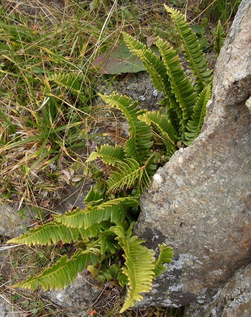 Изображение особи Polystichum lonchitis.