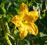 Cucurbita pepo. Цветок. Московская обл., дачный участок. 23.08.2007.