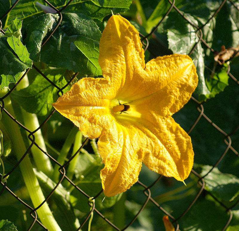 Изображение особи Cucurbita pepo.