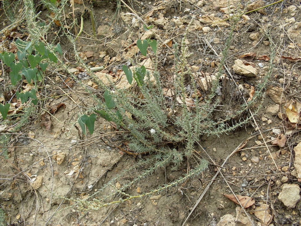 Image of Bassia prostrata specimen.