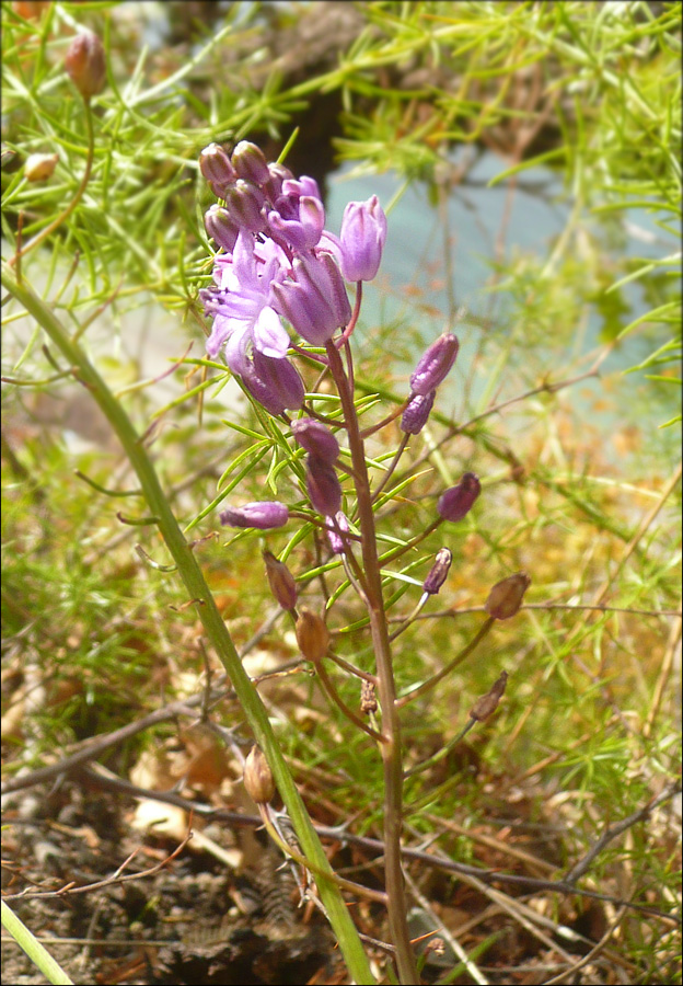 Image of Prospero autumnale specimen.