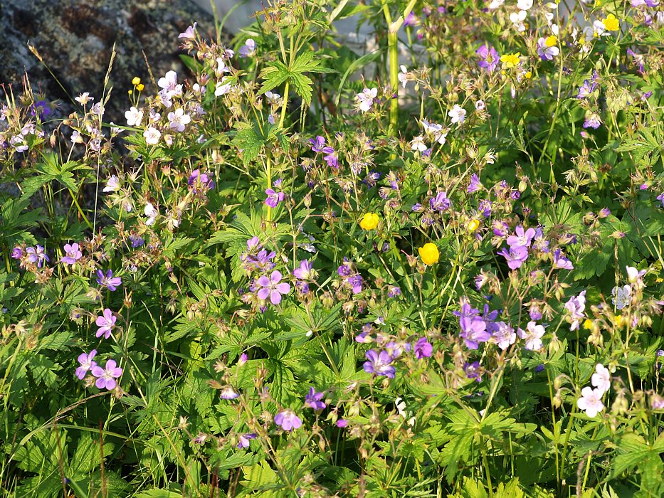 Image of Geranium sylvaticum specimen.