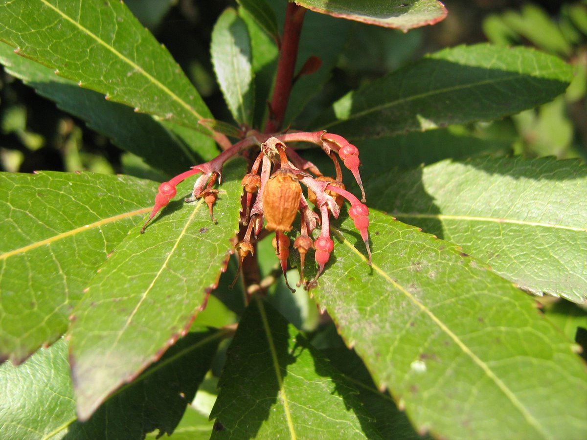 Изображение особи Arbutus unedo.