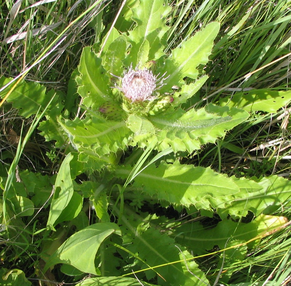 Изображение особи Cirsium esculentum.