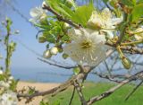 genus Cerasus
