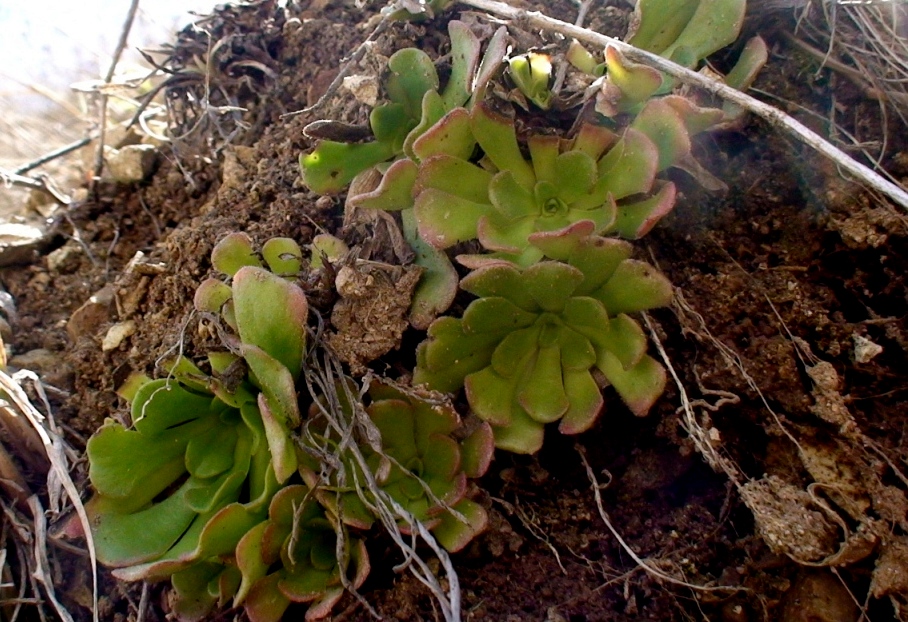 Image of Rosularia sempervivum specimen.