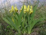 Iris pumila