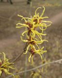 genus Hamamelis