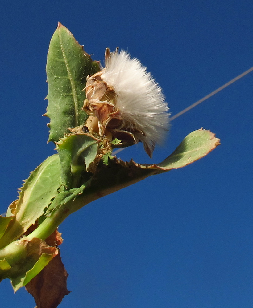 Image of Reichardia tingitana specimen.