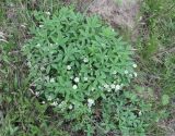 Potentilla alba