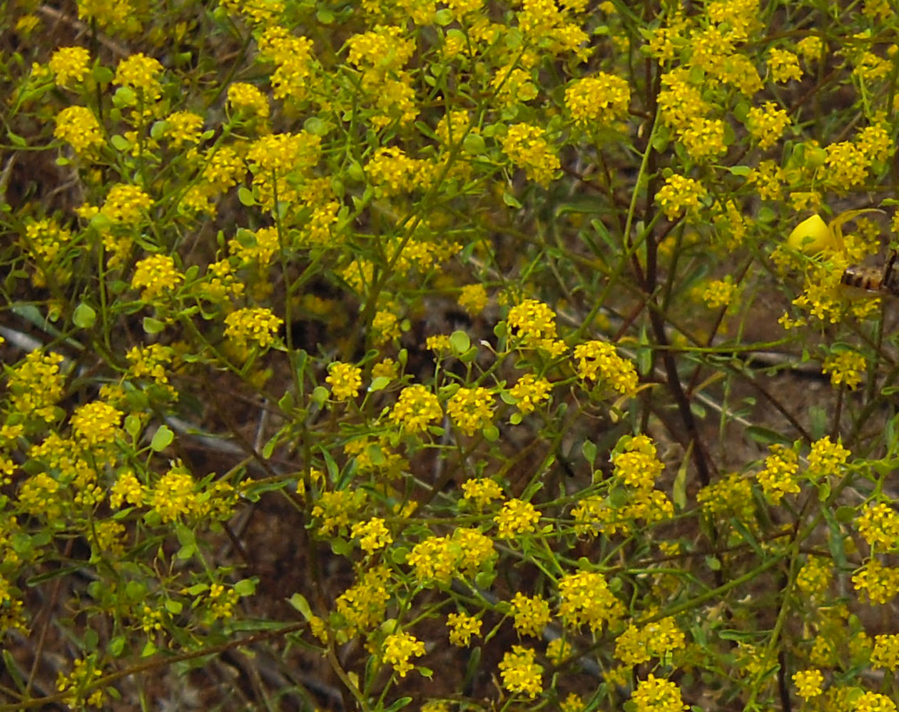 Image of genus Odontarrhena specimen.