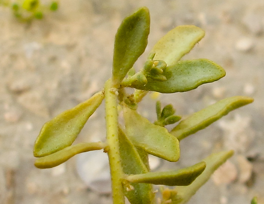 Image of Haplophyllum tuberculatum specimen.