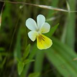 Viola arvensis. Цветок. Украина, Донецкая обл., Володарский р-н, заповедник \"Каменные могилы\". 02.06.2012.