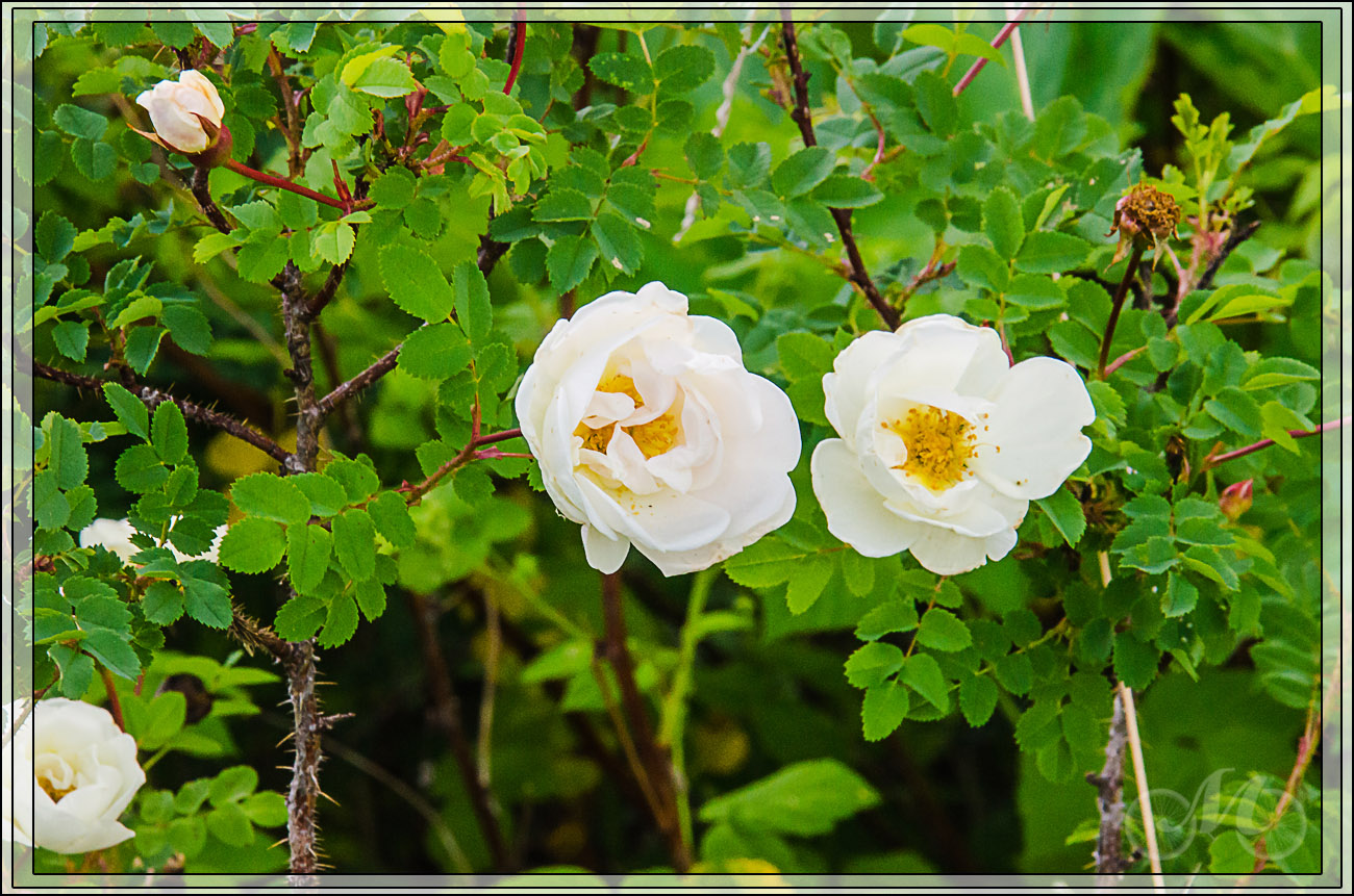 Image of Rosa spinosissima specimen.