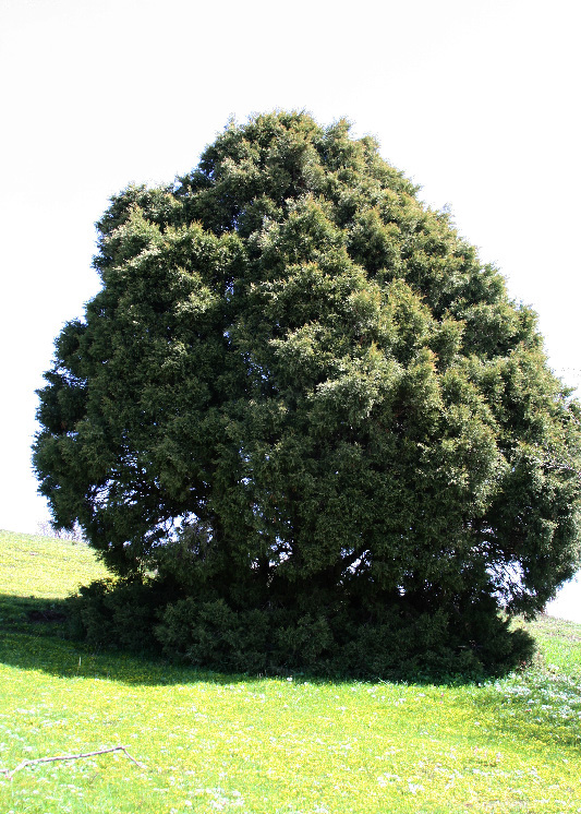 Image of Juniperus seravschanica specimen.