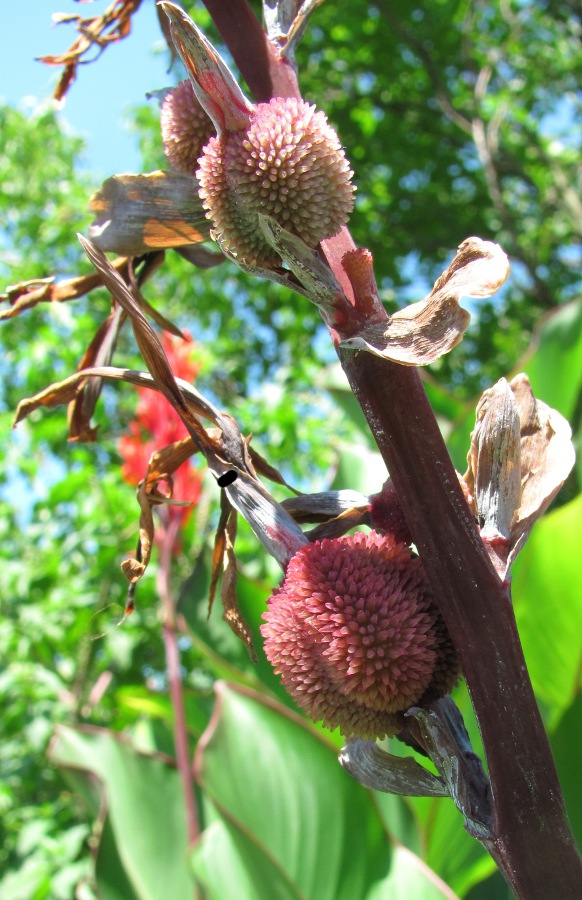 Image of genus Canna specimen.