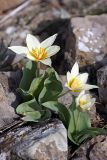 Tulipa berkariensis. Цветущие растения. Южный Казахстан, горы Каракус (восточная часть). 09.04.2012.