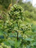 Thalictrum flavum