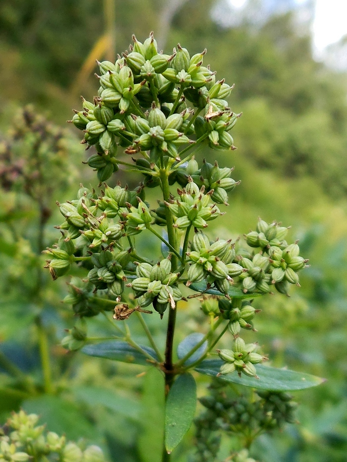 Image of Thalictrum flavum specimen.