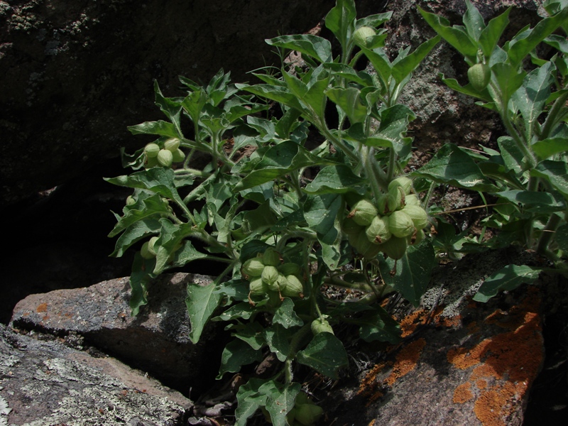 Изображение особи Physochlaina physaloides.