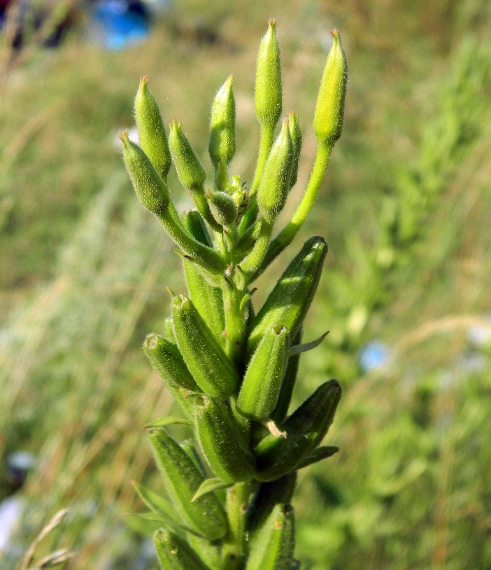 Изображение особи Oenothera biennis.